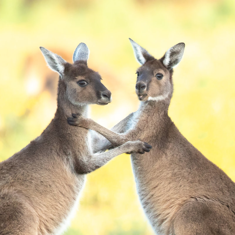 Western Kangaroos - Photographie sur toile tendue, H 12 po x l 12 po
