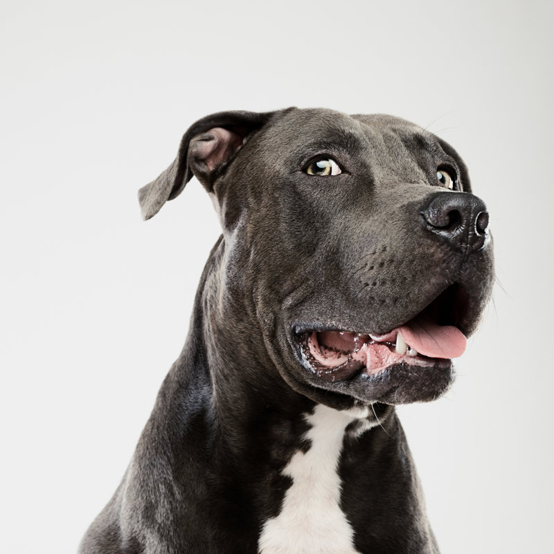 Pit Bull Dog by Sensorspot - Wrapped Canvas Print, 51cm H x 51cm W