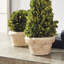 Ensemble de pots topiaires Alby 5 pièces
