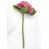 Rose foncé