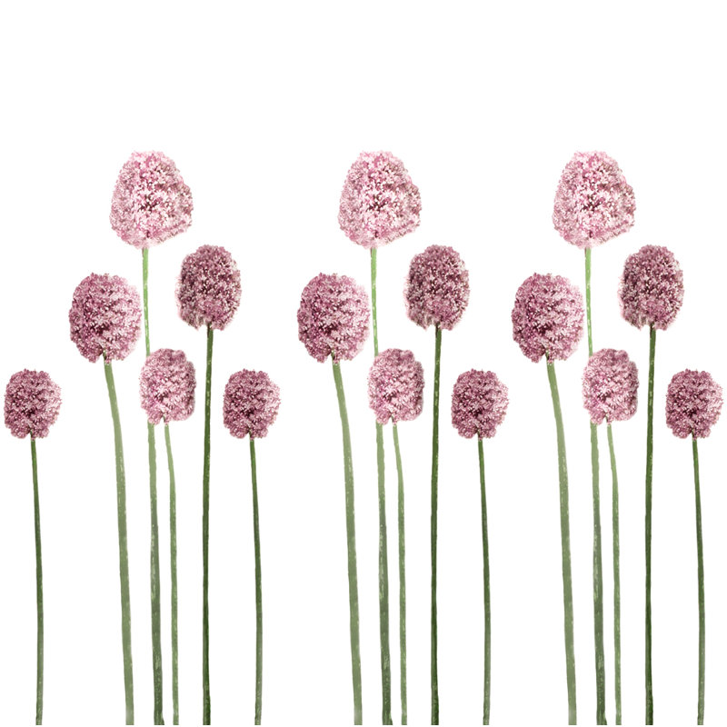 Rideau de douche simple en tissu Kang Allium