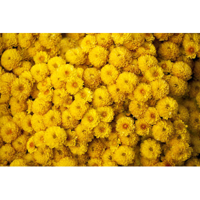 " Yellow Chrysanthemum "