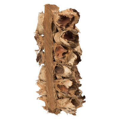 Primrue 10-12" Giant Seed Pod Segment - small, 1 piece, Dried