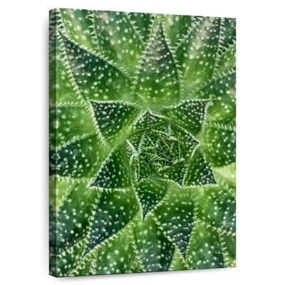 Plante grasse Harnek