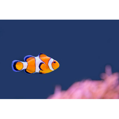 " Clown Fish " by Ben-Schonewille