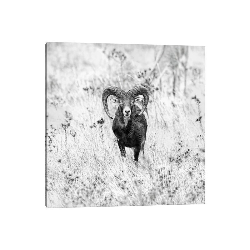 Ram In A Field by Nicolas Merino - Print on Canvas, Wrapped Canvas, 66.04cm H x 66.04cm W x 3.81cm D