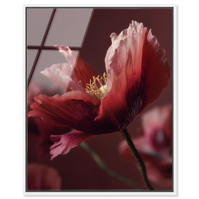 Merlot Blush Blossom II High-Gloss Frameless Acrylic Glass Wall Art Floral & Botanical Print by Oliver Gal, Ready to Hang, 16 x 20
