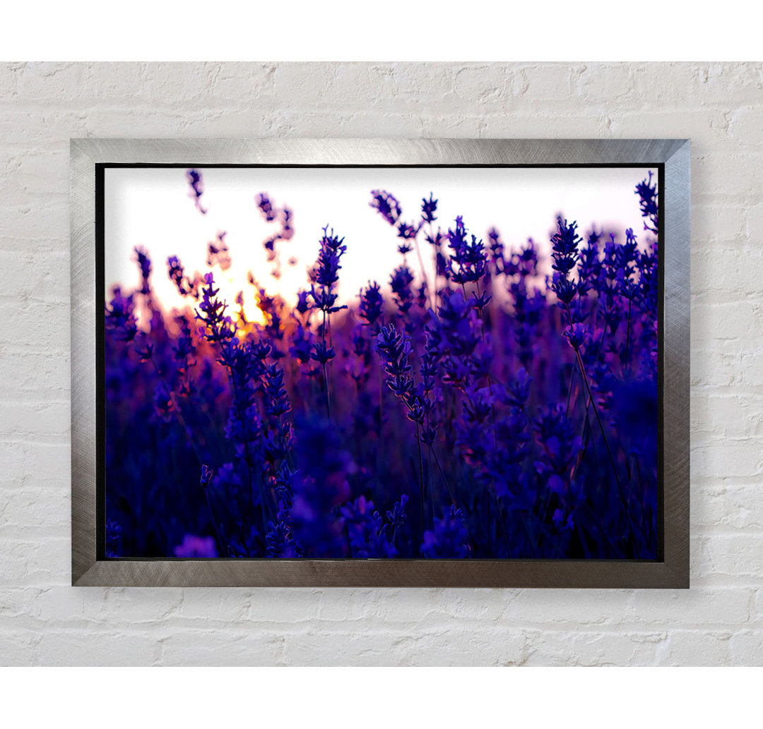 Gerahmtes Wandbild Lavender Field And Sunset