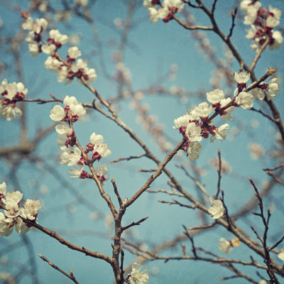 " Apricot Blossom Flowers " by Egal