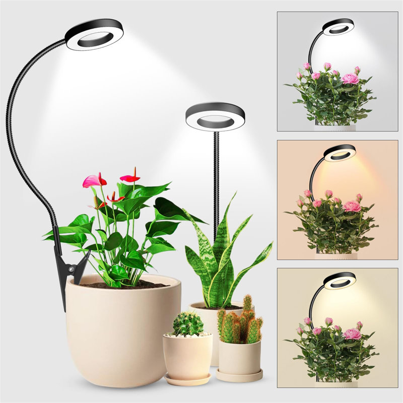 Naomi Grow Light