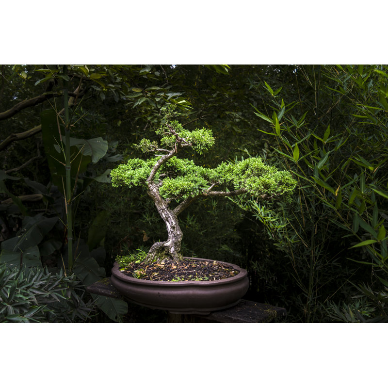 Small Bonsai Tree - Wrapped Canvas Print, 20cm H x 30cm W x 3.8cm D