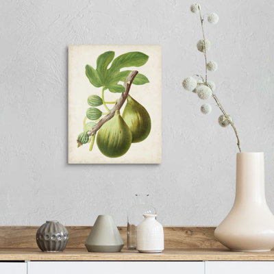 Antique Fruit IV - reproduction d'art sur toile