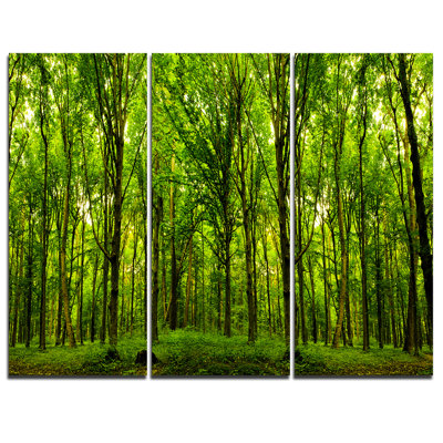 Forêt verte - ensemble de 3 reproductions de photos sur toiles tendues