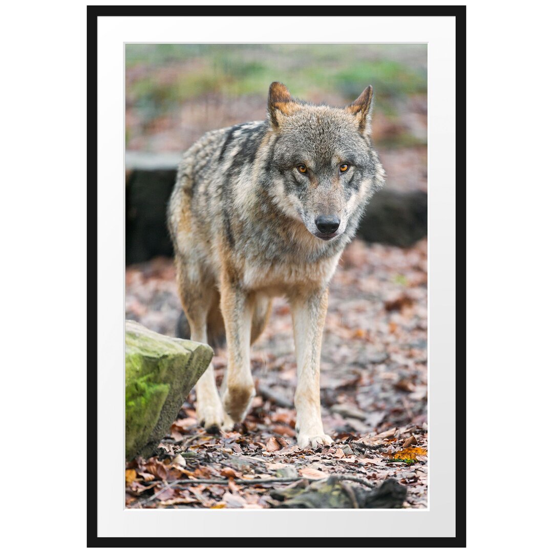 Gerahmtes Poster Wolf im Laubwald