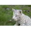 Statue de tigre assis
