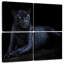 Jaguar noir Brampt-109038191