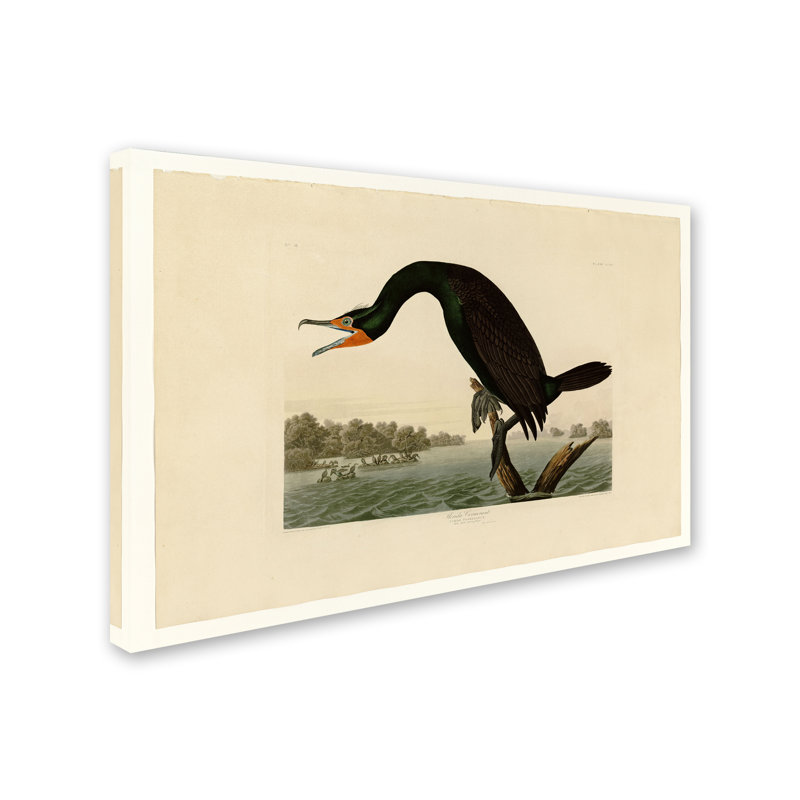 « floride cormorantplate 252 », reproduction sur toile tendue, H 22 po x l 32 po