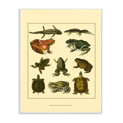 «Frog and Newt and Turtle Illustration», impression
