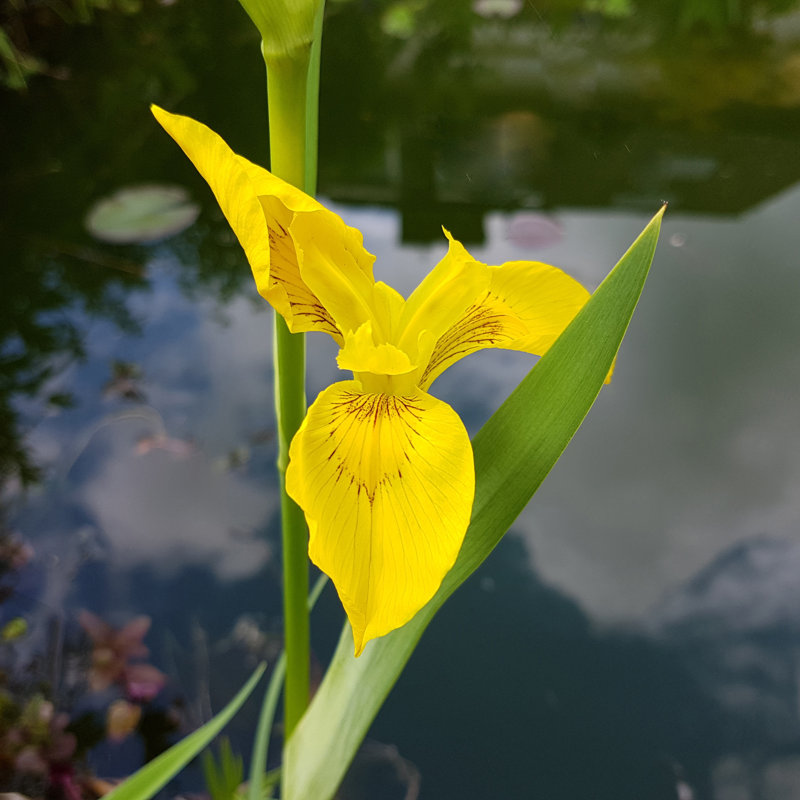 Konate Iris, Pseudacorus by Pobytov - Wrapped Canvas Print, 76cm H x 51cm W x 3.8cm D