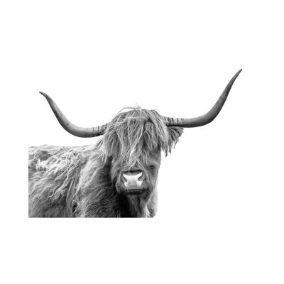 Looking At You III, Scottish Highland Cow Black And White by Susanne Kremer - Print on Canvas