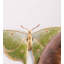Animals Wall Decor on Metal