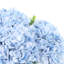 Hortensias disposés en pot décoratif en céramique-128954616
