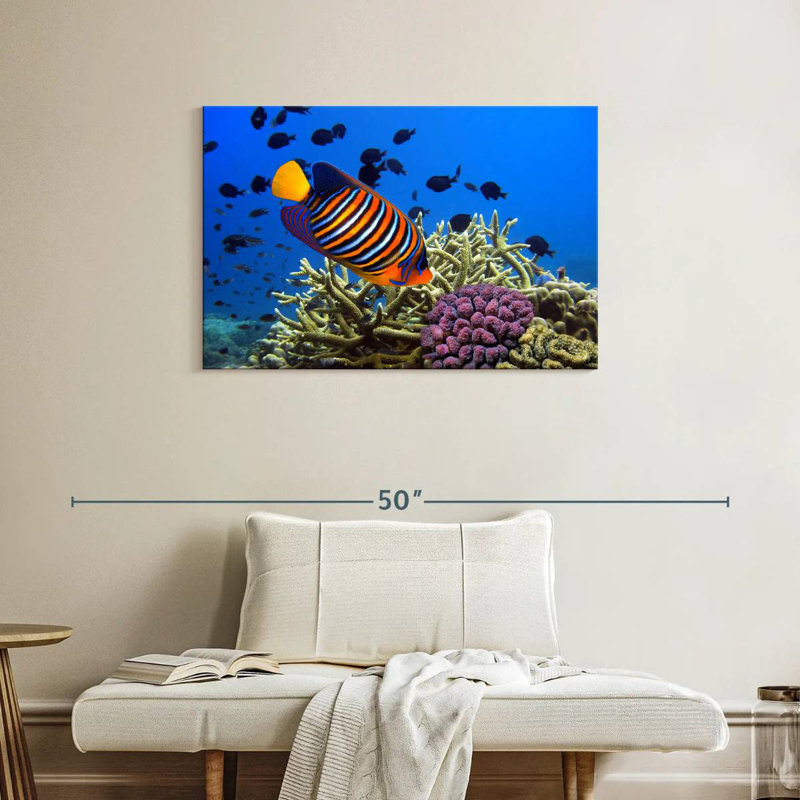 Brampt Royal Angelfish, 24" H x 36" W