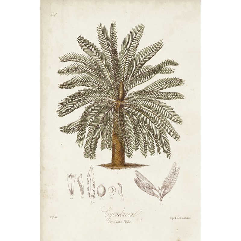 Antique Tropical Palm I by Elizabeth Twining - Wrapped Canvas Print, 46cm H x 30cm W x 3.8cm D