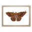 Sable Moth by George Shaw - Picture Frame Painting Print-55613246-55613245