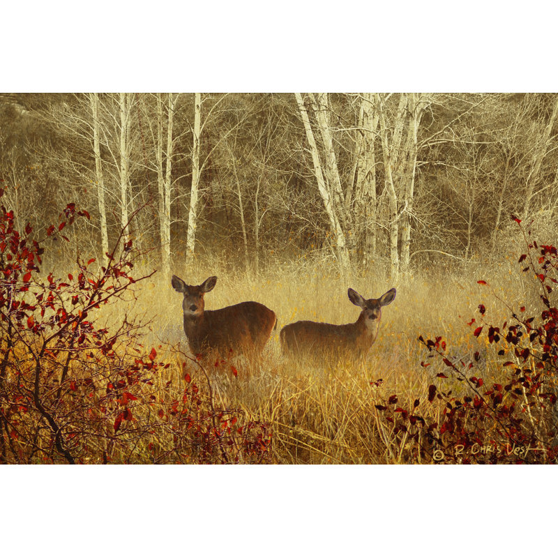 Foggy Deer by Chris Vest - Wrapped Canvas Print, 30cm H x 46cm W