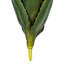9 plantes
