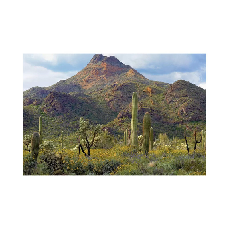 Saguaro And Teddybear Cholla, Arizona Amid Flowering Lupine And California Brittlebush I by Tim Fitzharris - Wrapped Canvas Print
