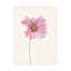 Fleur de cosmos-149865791