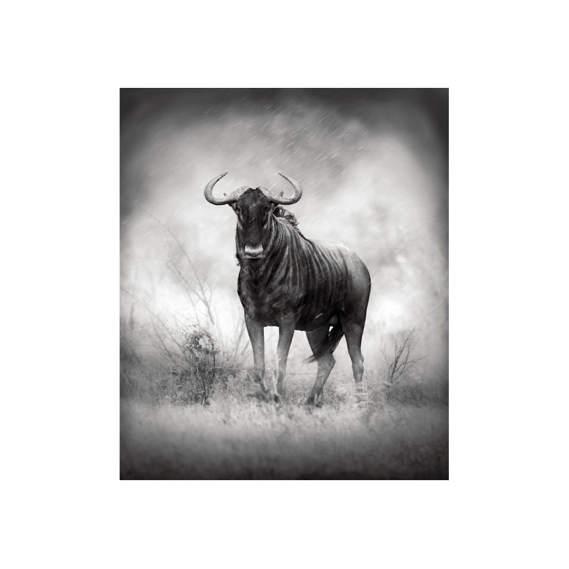 Wild GNU Print by Austin Beiv, Matte, 36" H x 30" W x 1.5" D