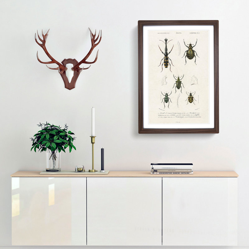 Beetle Illustrations PL.9 by Charles D'Orbigny - Single Picture Frame Print, Walnut Framed, 33cm H x 24cm W x 2cm D