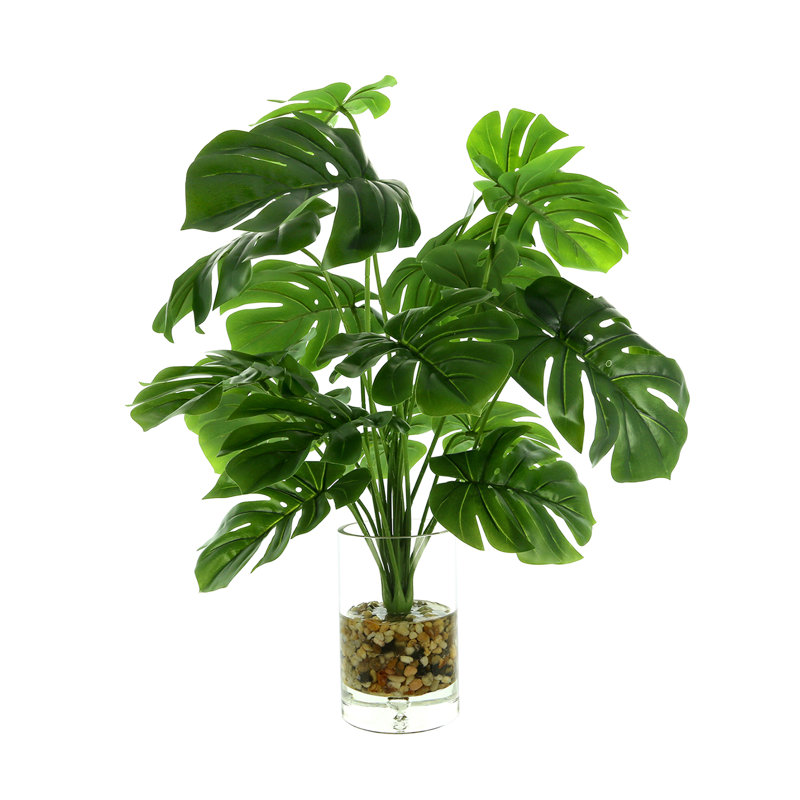 Monstera In Rocks With Water
