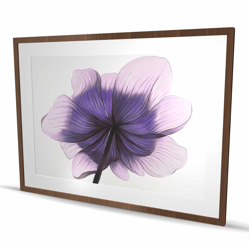 Magnifique fleur d'anémone mauve, impression encadrée