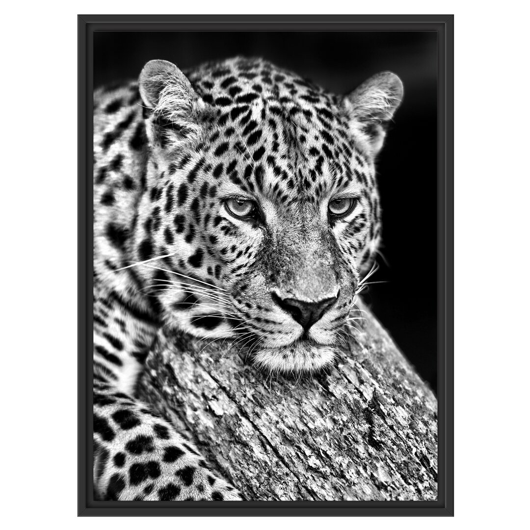 Gerahmtes Wandbild Ruhiger Leopard