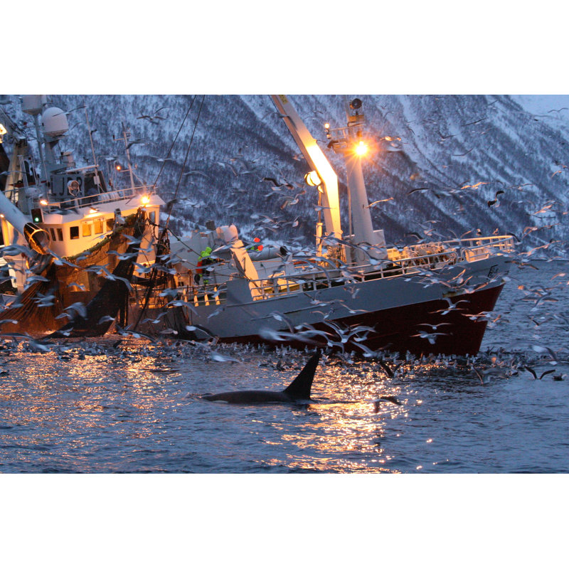 Killer Whale - Photographie sur toile tendue, H 8 po x l 12 po