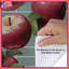 Housse de couette rouge Red Apples Bedding-123059260
