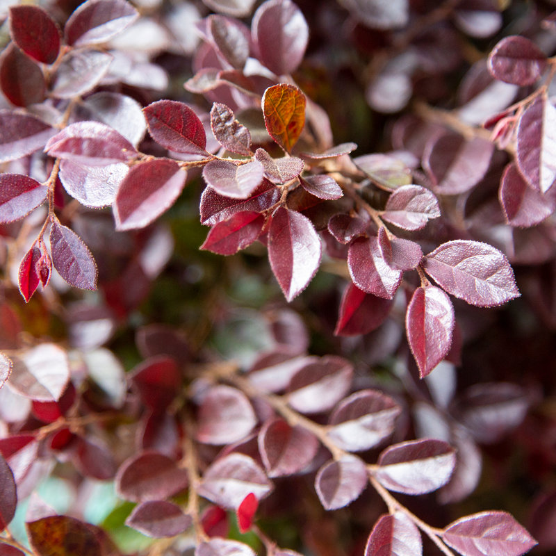 2.5 Quart Purple Daydream Loropetalum with Pink Blooms