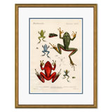 Frogs Giclee Print by Soicher Marin Archives