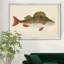 «Donovan Antique Fish I», cadre photo, impression sur toile-961319909-961319906