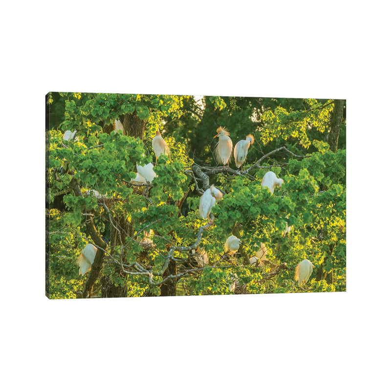 USA, Louisiana, Vermilion Parish. Cattle Egret Rookery. by Jaynes Gallery - Wrapped Canvas Gallery-Wrapped Canvas Giclée