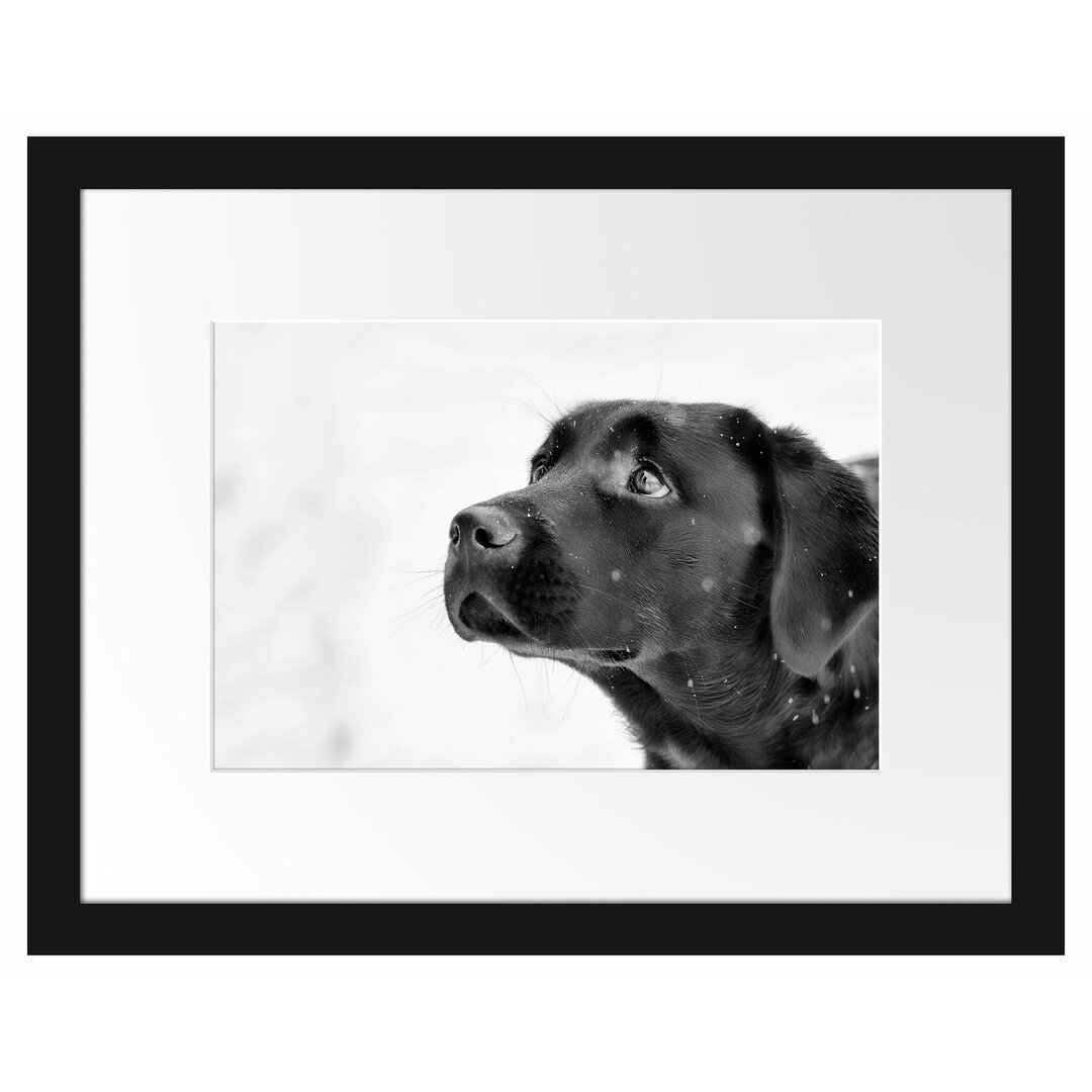 Gerahmtes Poster Schwarzer Labrador im Schnee