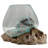 Kaydenze Decorative Glass Planter on Wood Base