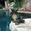 Statue fantaisiste de jardin Gator the Alligator-60419187