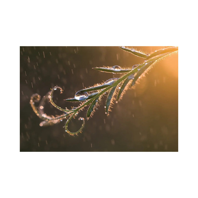 Summer Rain Ii by Mateusz Piesiak - Wrapped Canvas Print, 20.32cm H x 30.48cm W x 1.9cm D