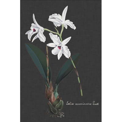 Orchid On Slate V by Vision Studio - Wrapped Canvas Painting