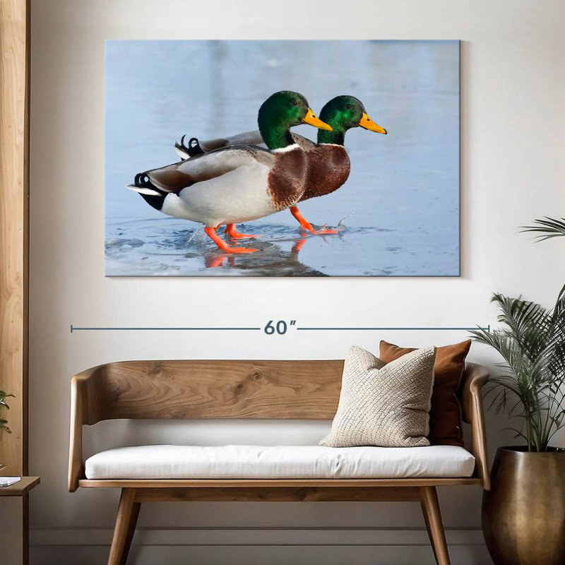Duo canard colvert Brampt, H 34 po x l 51 po